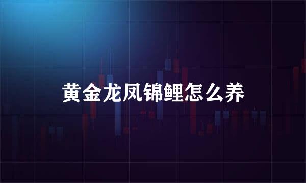 黄金龙凤锦鲤怎么养