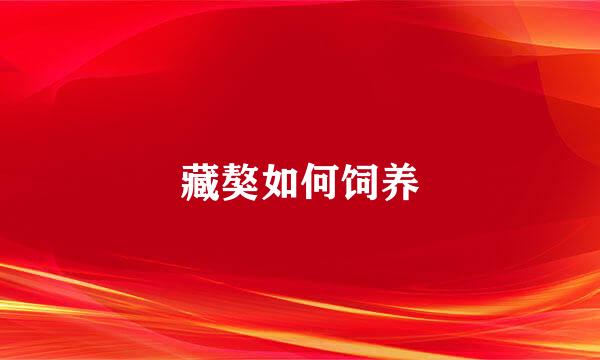藏獒如何饲养