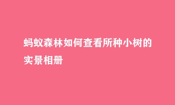 蚂蚁森林如何查看所种小树的实景相册