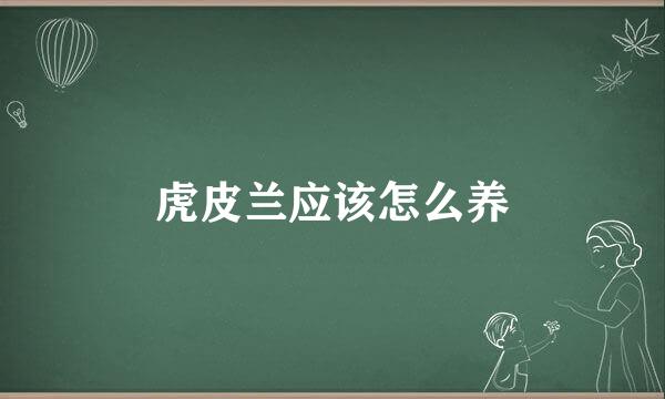 虎皮兰应该怎么养