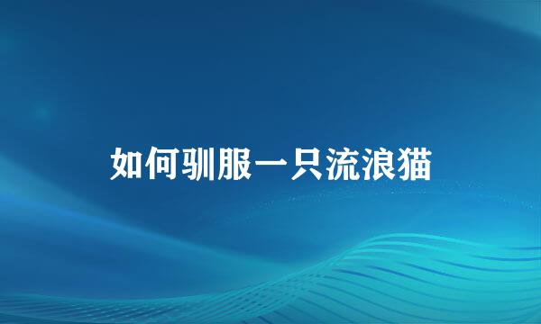如何驯服一只流浪猫