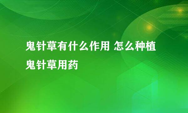 鬼针草有什么作用 怎么种植 鬼针草用药
