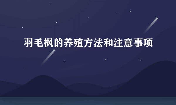 羽毛枫的养殖方法和注意事项