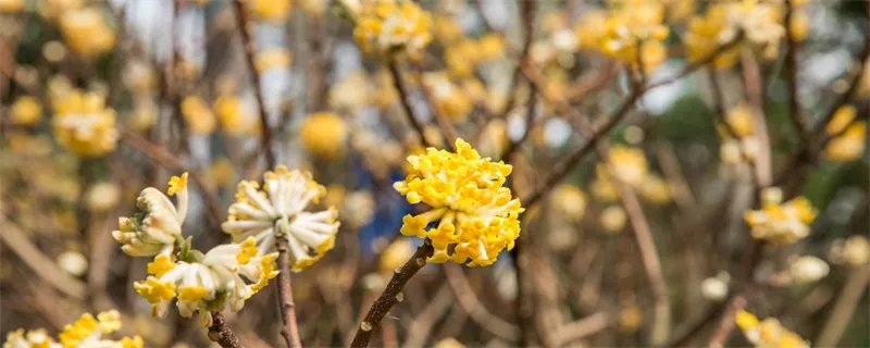 瑞香花怎么养 瑞香花怎么养护