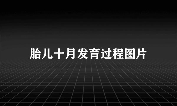 胎儿十月发育过程图片