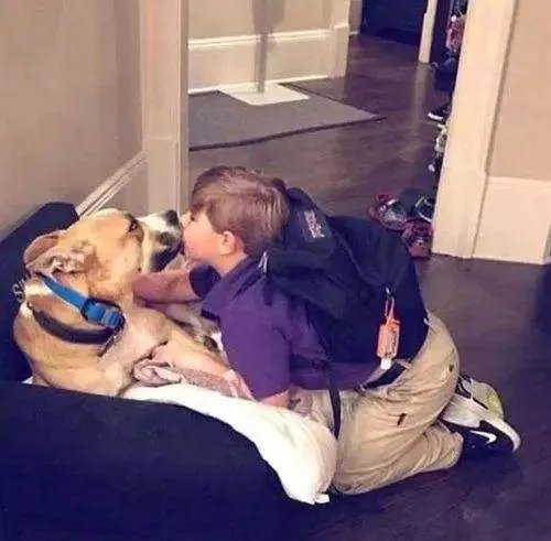北京一夫妻疑因吵架产生矛盾,把狗推下4楼,此举为何被网友谴责?