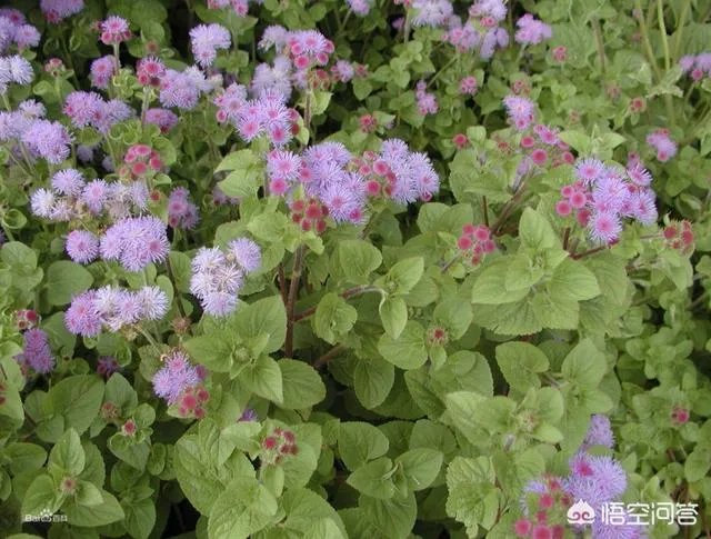 这是什么花？