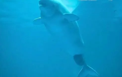 芝加哥水族馆拍下白鲸产子的瞬间，白鲸是如何生产的？