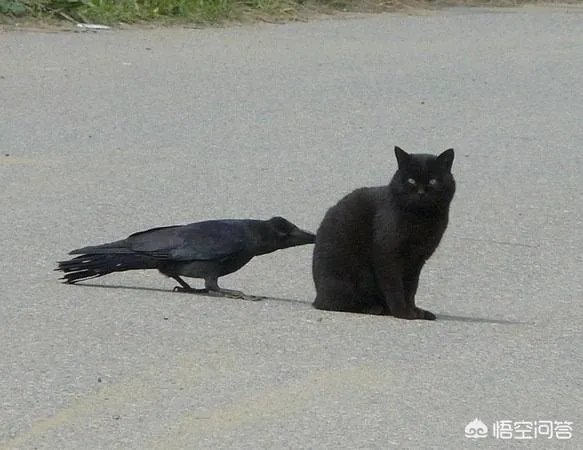 如何看待乌鸦拔熊猫毛搭窝?