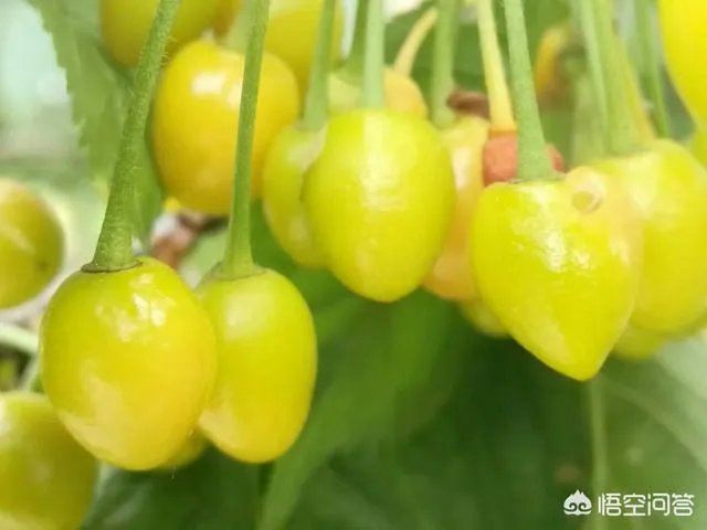 如何看待张丹峰工作室的回应?