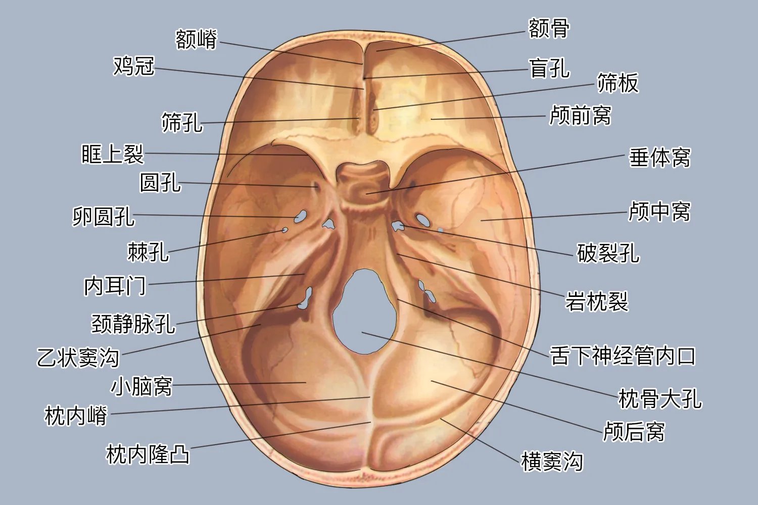 头颅解剖图