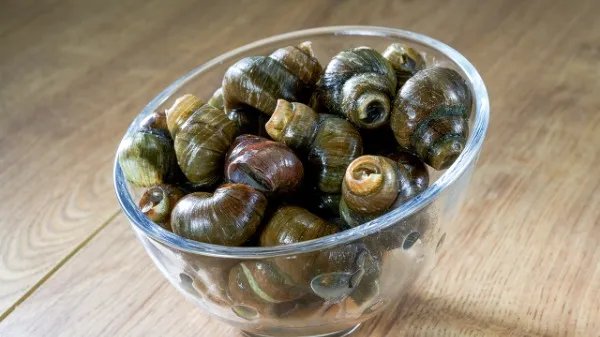 海螺煮多久能熟?怎么判断海螺煮熟了?