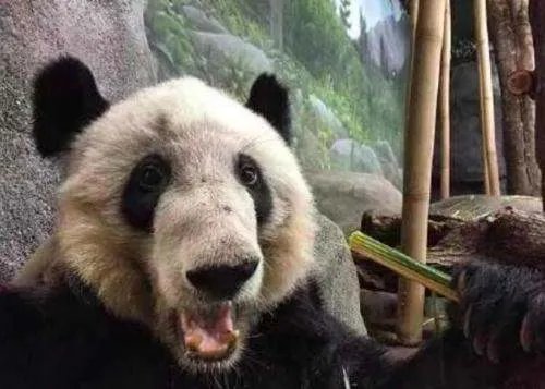 旅美大熊猫被曝皮包骨，样子惨不忍睹！你觉得是否能将其接回？