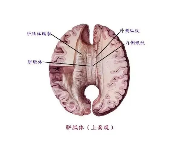 刷屏的“左右脑年龄测试”原来是骗人的!左右脑理论和你想的不一样
