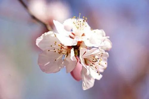 春分要吃什么东西