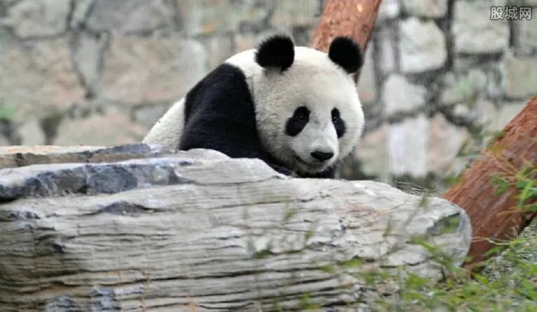 菲律宾发行熊猫债 什么叫熊猫债为什么会发行?