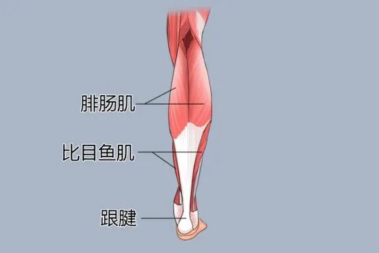 小腿三头肌的位置