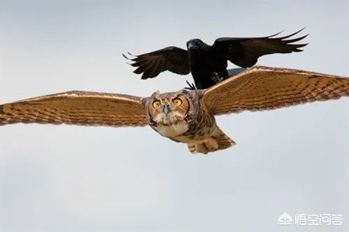 如何看待乌鸦拔熊猫毛搭窝?