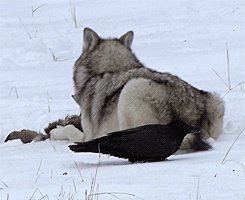 如何看待乌鸦拔熊猫毛搭窝?