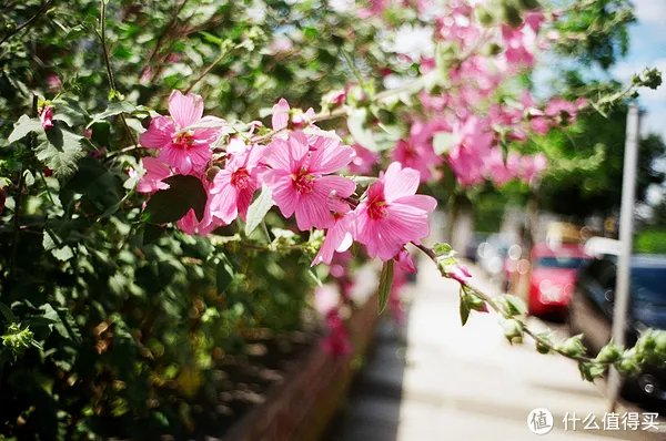 Contax G1 胶片相机:记录旅途的点点滴滴