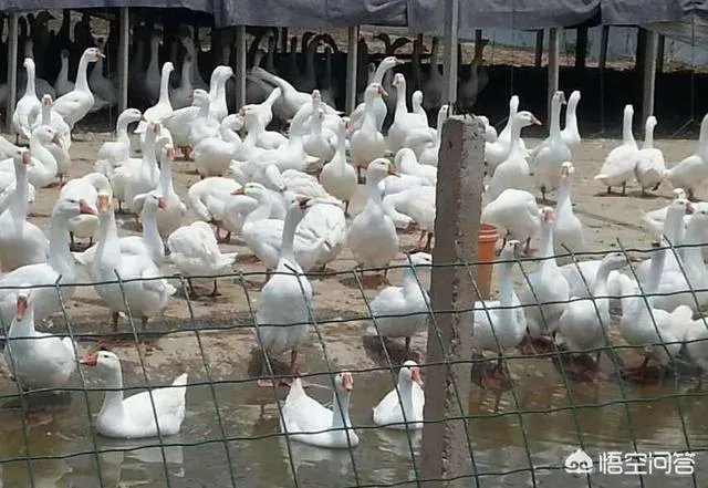 在广西这边养什么鹅好养殖？