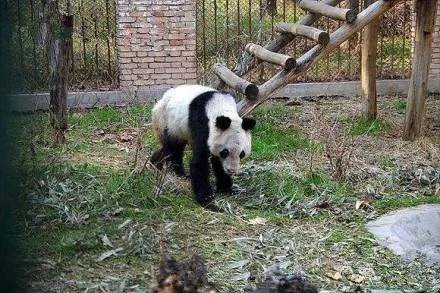 旅美大熊猫被曝皮包骨,样子惨不忍睹!你觉得是否能将其接回?