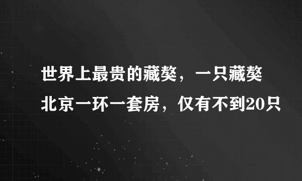 世界上最贵的藏獒，一只藏獒北京一环一套房，仅有不到20只