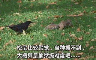 如何看待乌鸦拔熊猫毛搭窝?