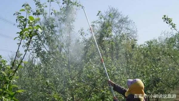 尿素做叶面肥，浓度多少合适？