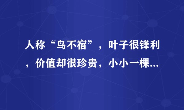 人称“鸟不宿”，叶子很锋利，价值却很珍贵，小小一棵800元