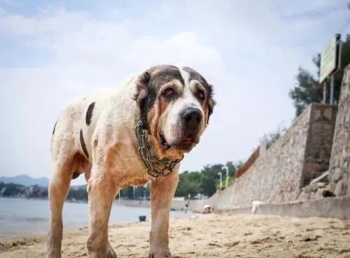 高加索咬狼犬和中亚牧羊犬的区别