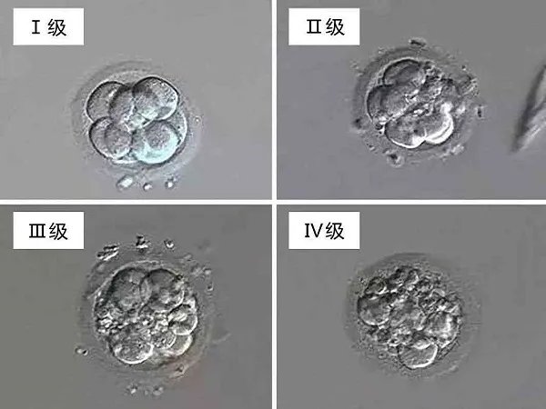 d4胚胎是什么意思？附质量等级与移植成功率分析