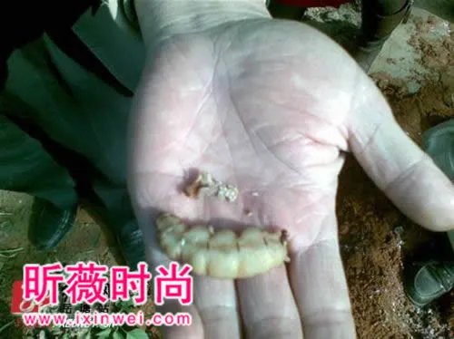 30年的蚁后竟长这样你一定没见过(组图)