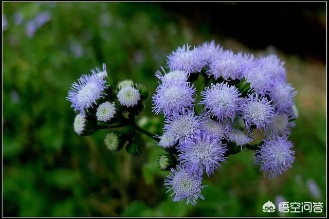 这是什么花?