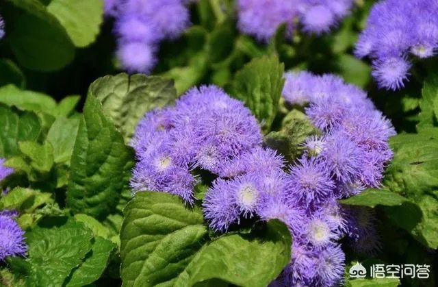 这是什么花?
