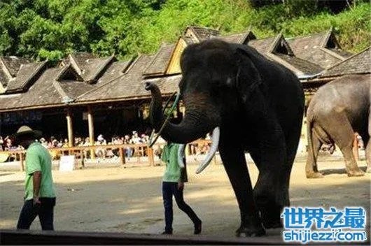 游客遭野象攻击,是去旅游还是去送命