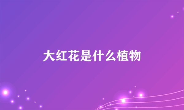 大红花是什么植物