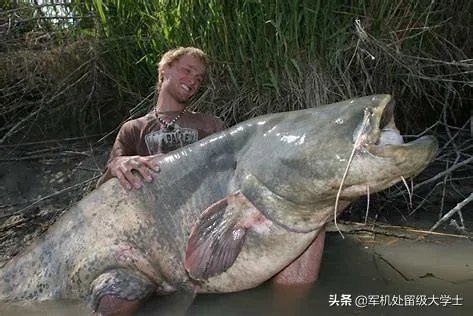 世界最大的鲶鱼都有哪些?