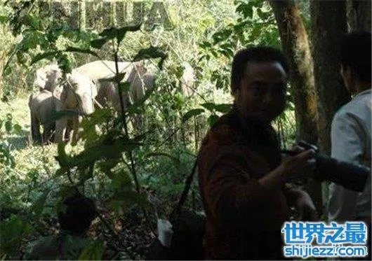 游客遭野象攻击,是去旅游还是去送命