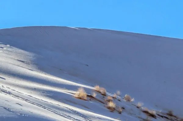 骆驼在撒哈拉沙漠雪中漫步,此次降雪给沙漠带来了哪些好处?