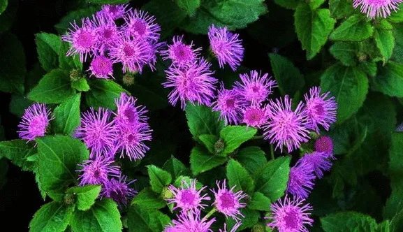这是什么花?