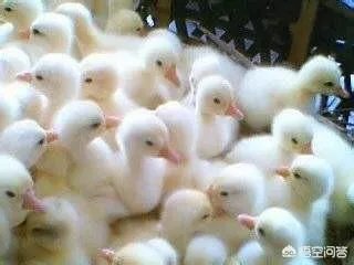 在广西这边养什么鹅好养殖？