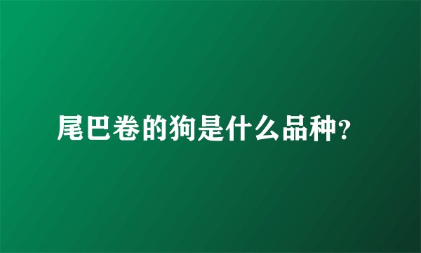 尾巴卷的狗是什么品种？