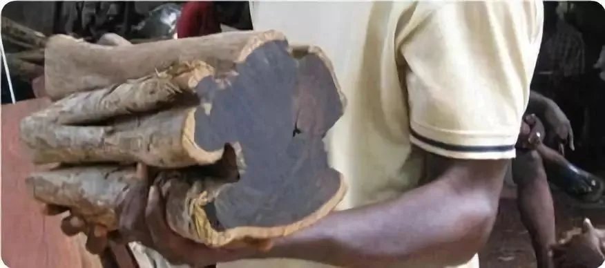 世界上最硬的10种木材你知道几种？