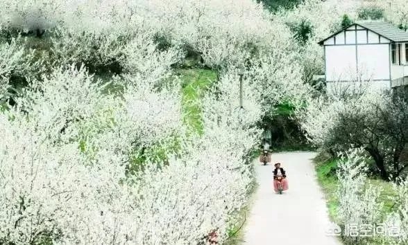 贵州毕节周边有哪些踏青赏花的地方?