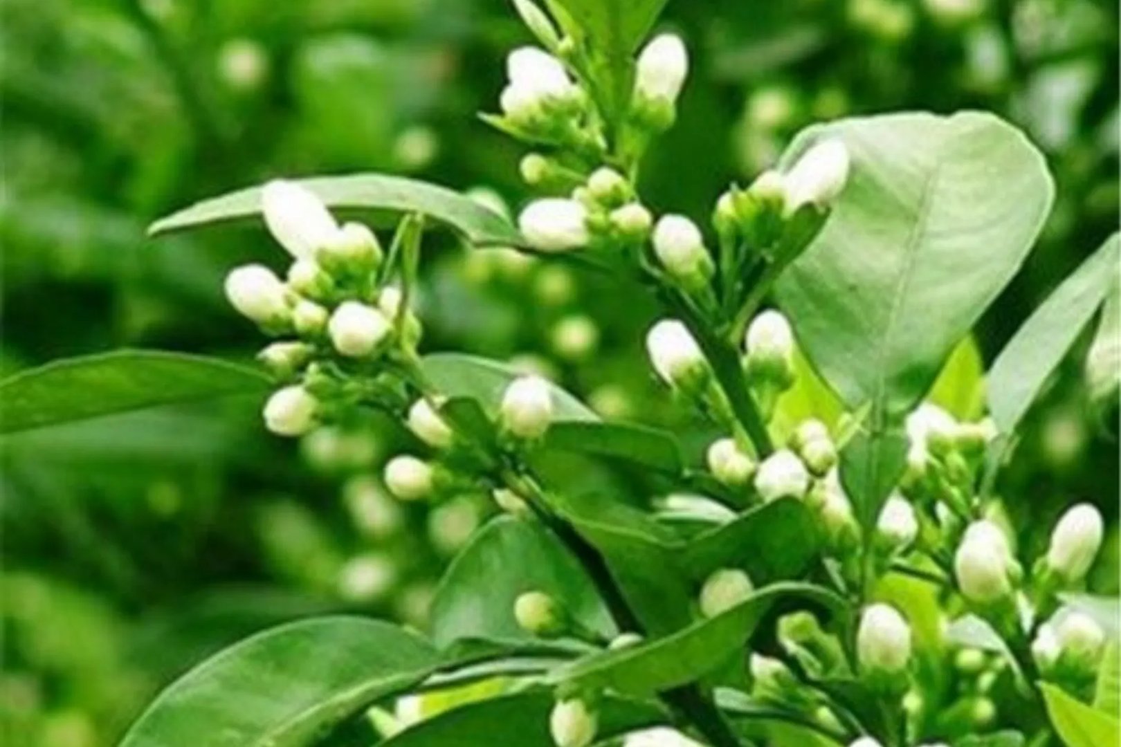 玳玳花的图片