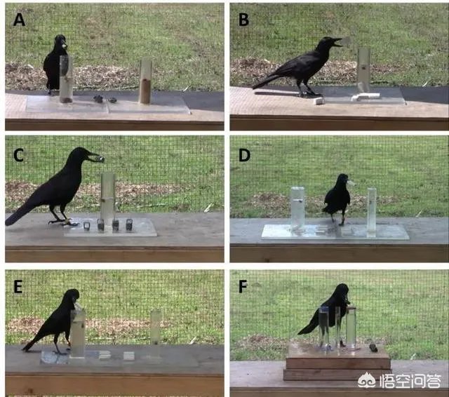 如何看待乌鸦拔熊猫毛搭窝?
