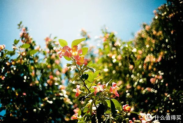 Contax G1 胶片相机:记录旅途的点点滴滴