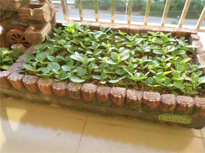 阳台种菜需要注意哪些  阳台种菜方法