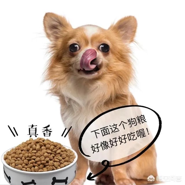 为什么罗威纳很少有人养?